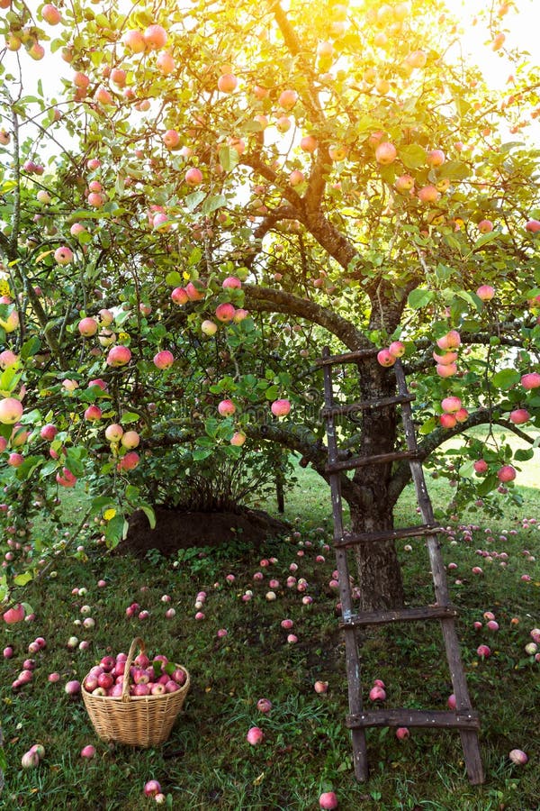 Apple Tree Garden in Early Morning, Basket with Apples and Ladder Near ...