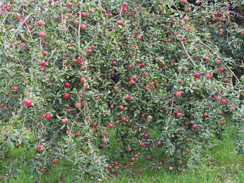 The appletree in a garden stock image. Image of plantation 127562139