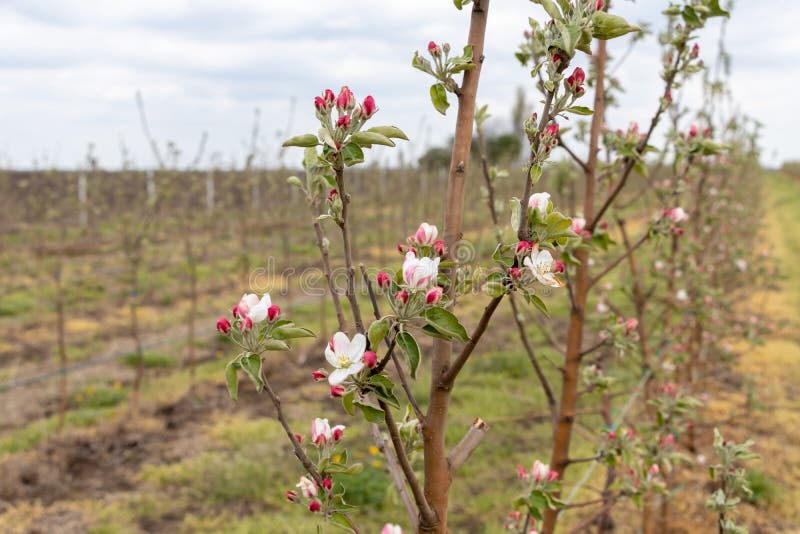 593 Granny Smith Apple Tree Stock Photos Free & RoyaltyFree Stock Photos from Dreamstime