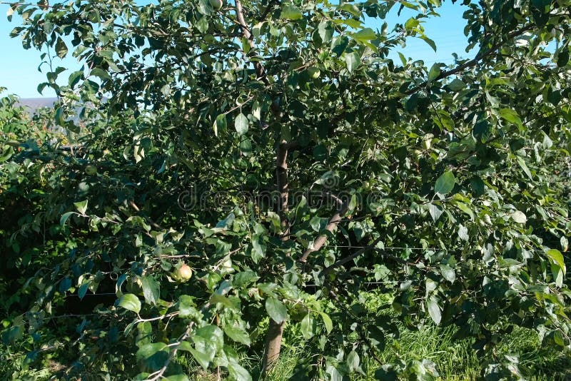 Apple Tree with Green Apples in the Garden. Stock Photo Image of