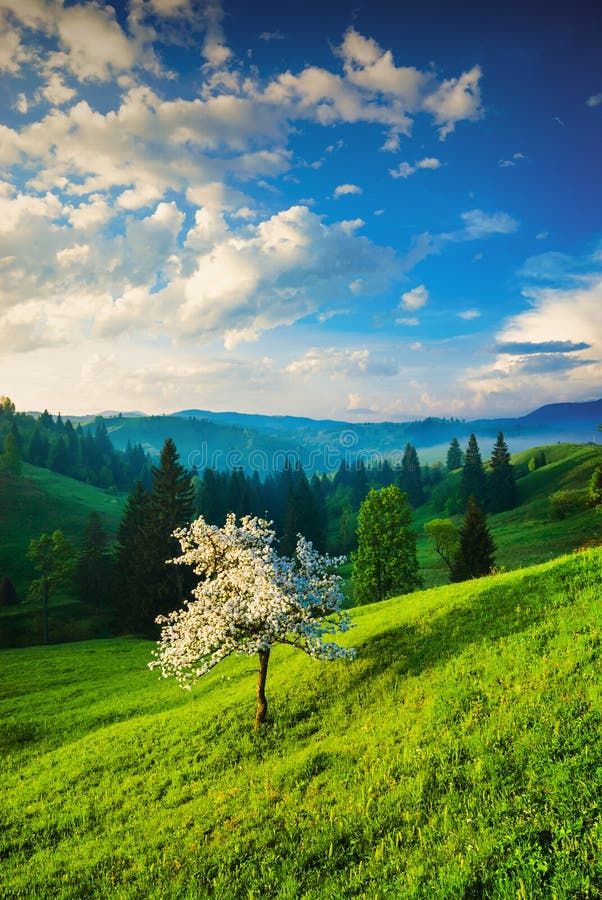 Apple tree on a green hill stock photo. Image of dramatic - 60157158