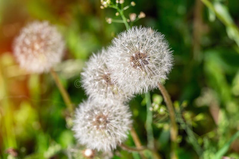 Apple tree grove stock photo. Image of isolated, bright 165652456