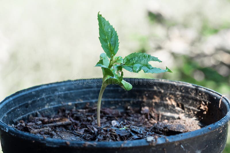 128 Apple Tree Pots Stock Photos Free & RoyaltyFree Stock Photos