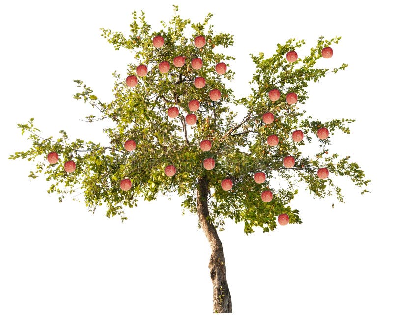 Apple tree with large pink fruits on white