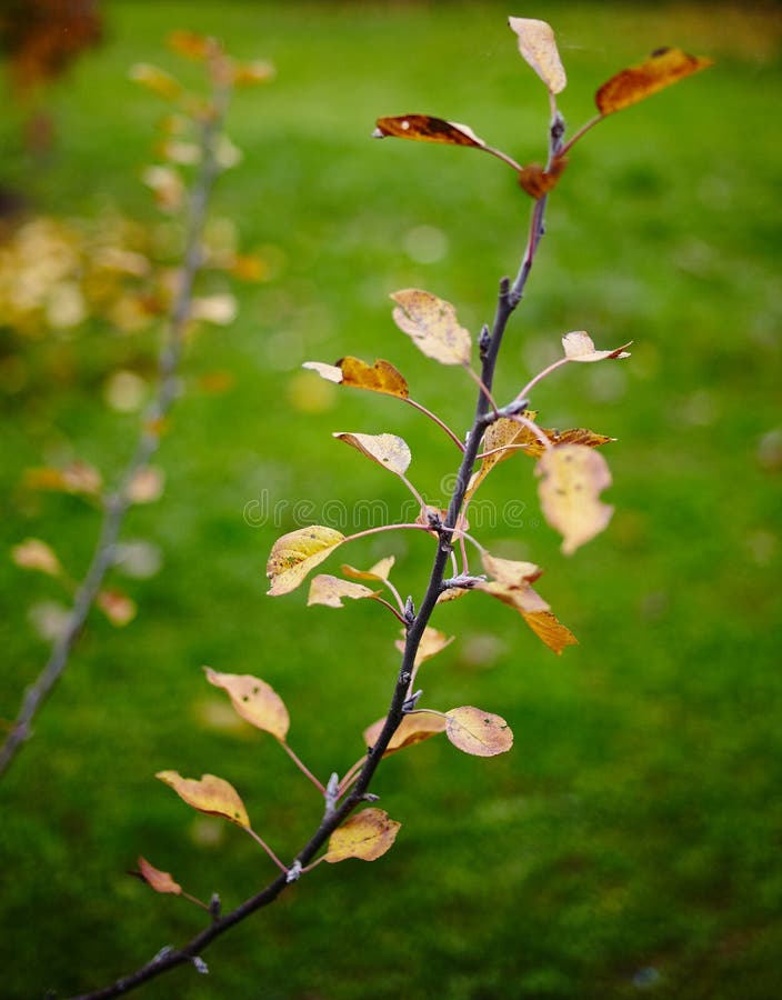 Apple Tree Leaves in the Autumn Stock Image Image of farm, leaf 47317323