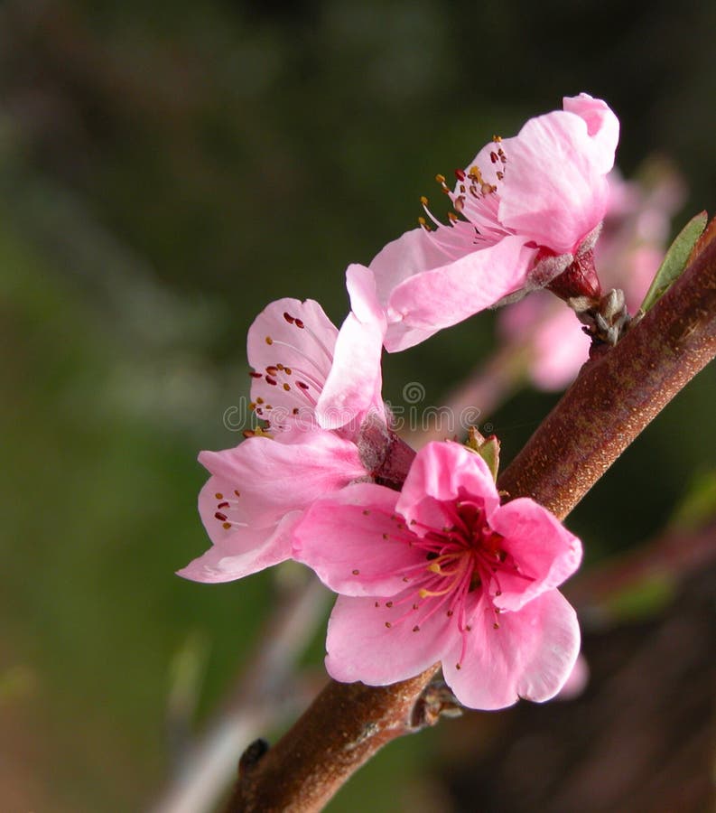 Apple tree ping Blossoms