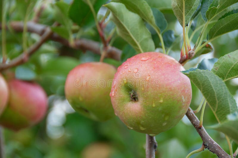 Apple on a Tree. Pink Lady Apple Hanging on a Tree in Orchard Stock