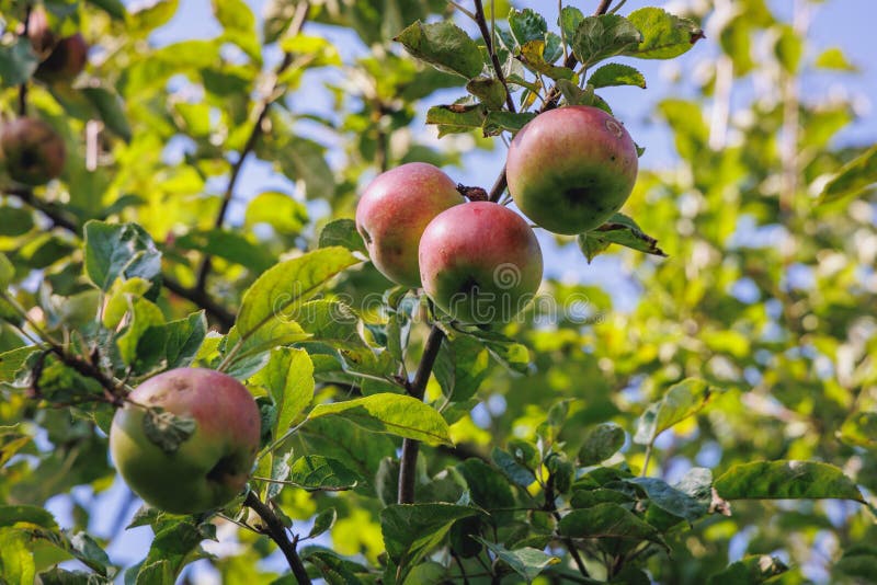 Apple tree in Poland stock photo. Image of healthy, leaves 265642034
