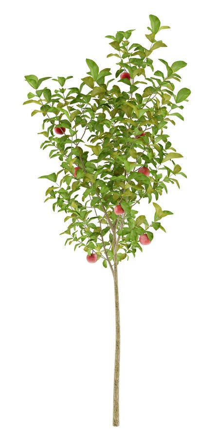 Apple tree with red apples isolated on white vector illustration Apple tree with red apples isolated on white vector illustration
