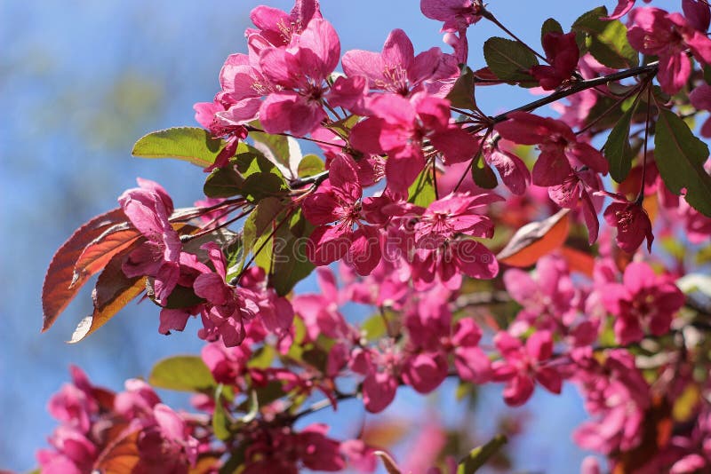 Apple tree stock photo. Image of detail, florescence 145774314