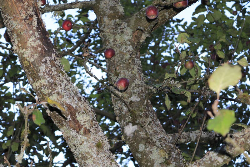 Apple tree with some red apples and fungal infestation on trunk stock image Apple tree with some red apples and fungal infestation on trunk stock image