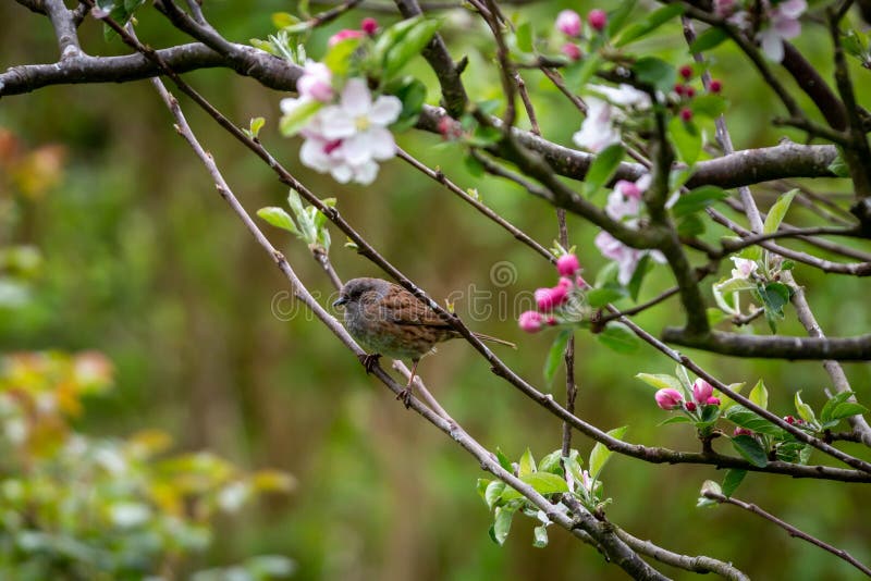 An apple tree in springtime with a dunnock, prunella modularis, perched on a branch stock photography