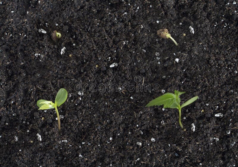 apple tree seedlings apple tree seedlings