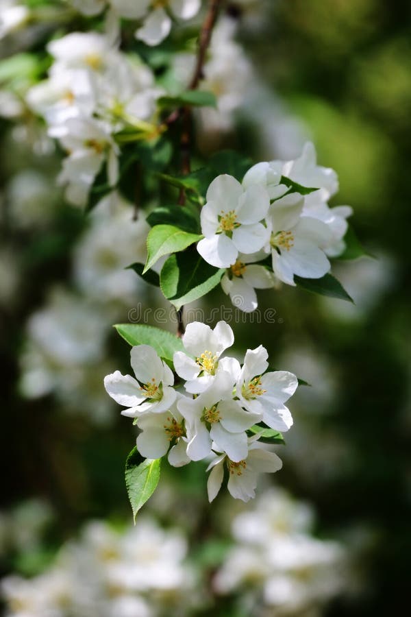 Apple tree white flowers stock image. Image of green 118840191