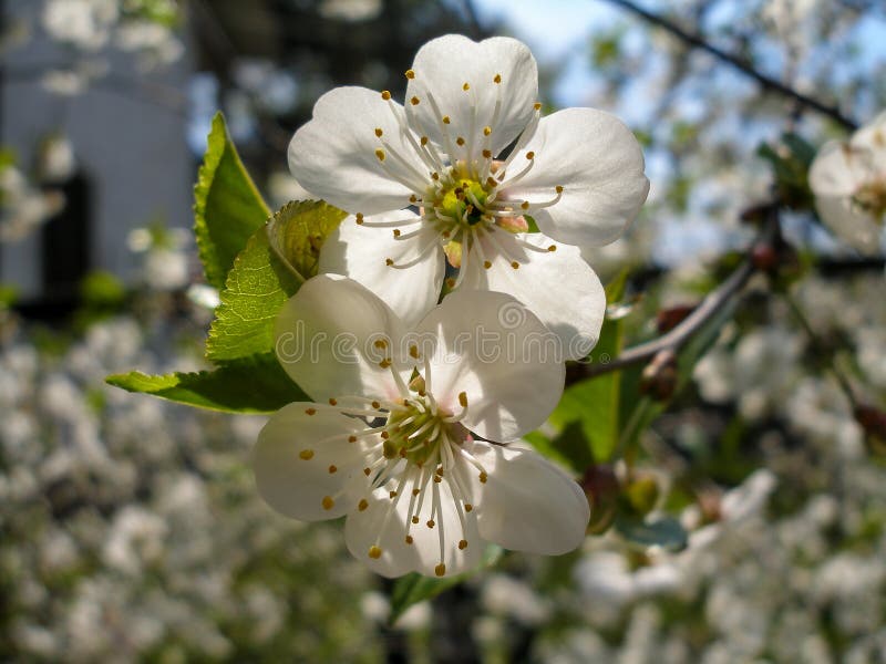 Apple Tree Flowers in Spring Apple Orchard Stock Photo Image of