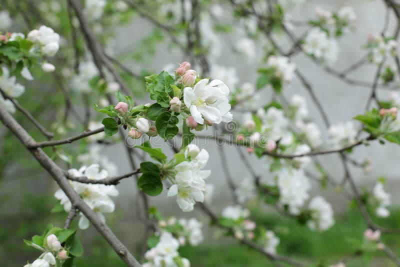 Apple tree is a wide open blooming flower in spring, surrounded by tender closed buds on a branch in close-up