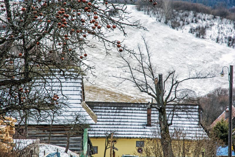 Apple tree and wooden houses in Vlkolinec village, Slovakia, Unesco