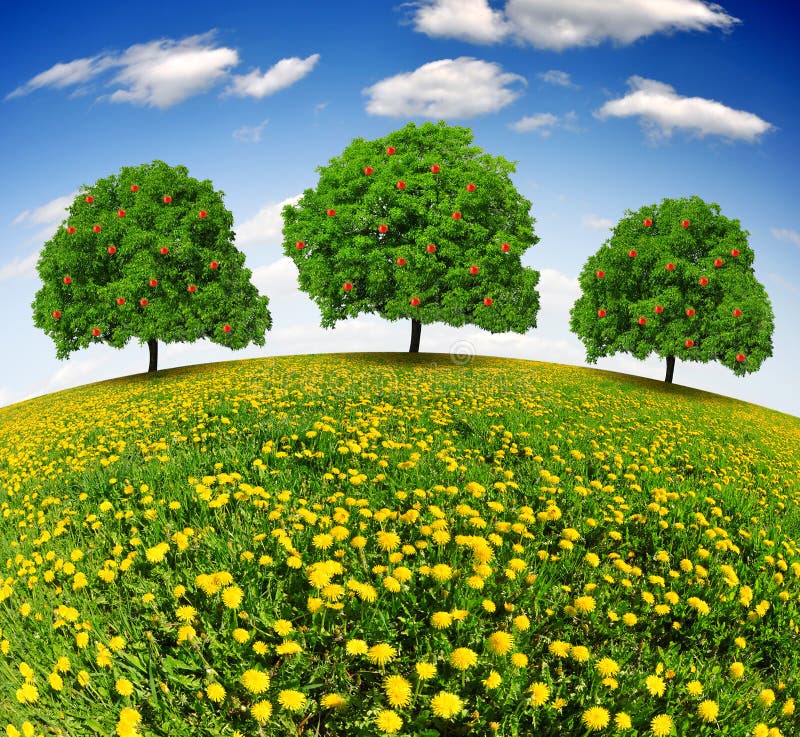 Apple trees stock image. Image of lone, blue, landscape 28533213