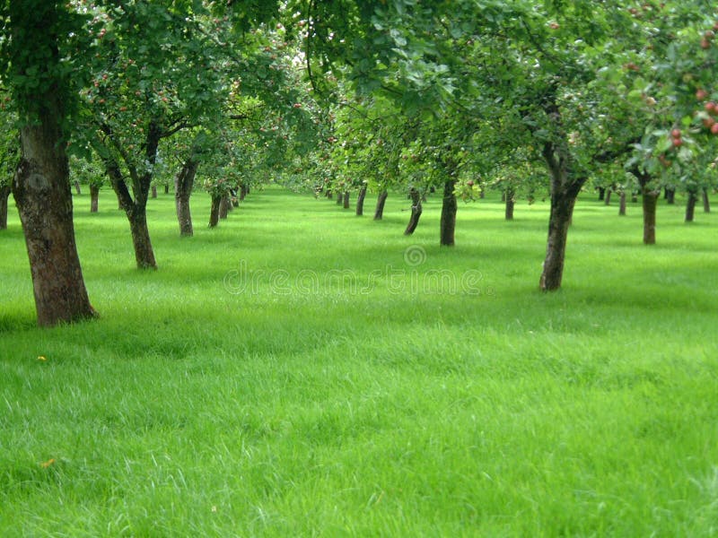 Campo di alberi di mele in estate.