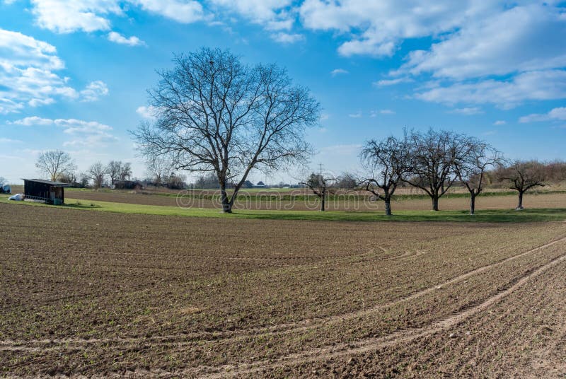 Apple Trees Along Rural Road Stock Image Image of apple, rural 91547579