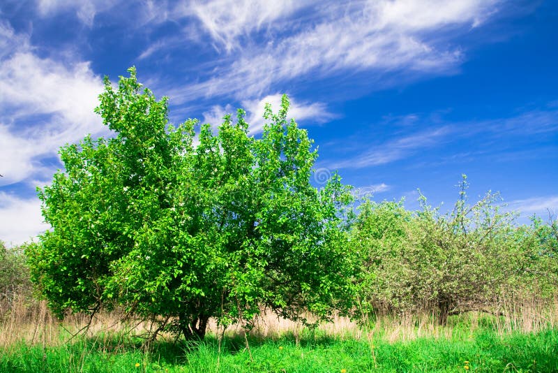 Apple trees blossom under blue sky