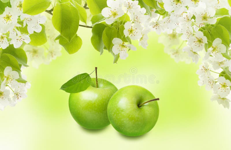 Apple verde con las flores de la hoja, de la rama y de la primavera en fondo de la falta de definición Diseño hermoso del colla fotos de archivo Apple verde con las flores de la hoja, de la rama y de la primavera en fondo de la falta de definición Diseño hermoso del colla fotos de archivo