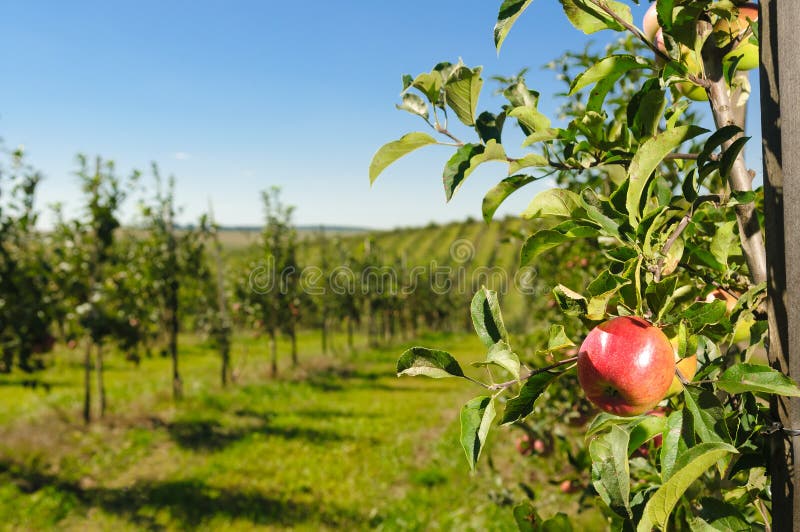 298 Green Sapling Apple Tree Photos Free & RoyaltyFree Stock Photos