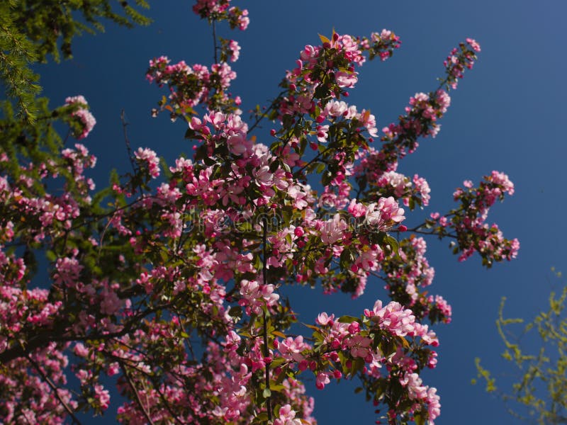 Apple-árbol floreciente