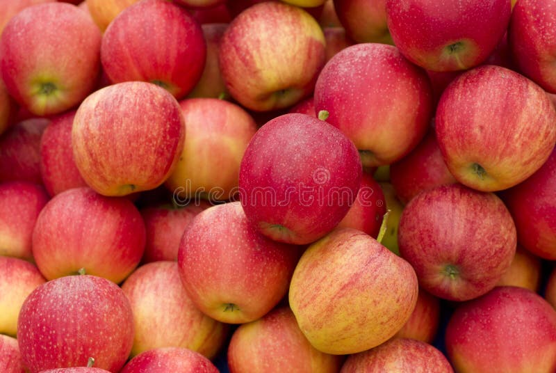 Red apples stock photo. Image of fruit, fruits, farming 29225896