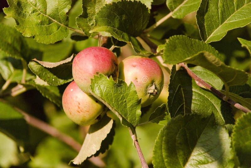 Apples, Apple, Fruit, Red, Background, Fresh, Autumn, Fall