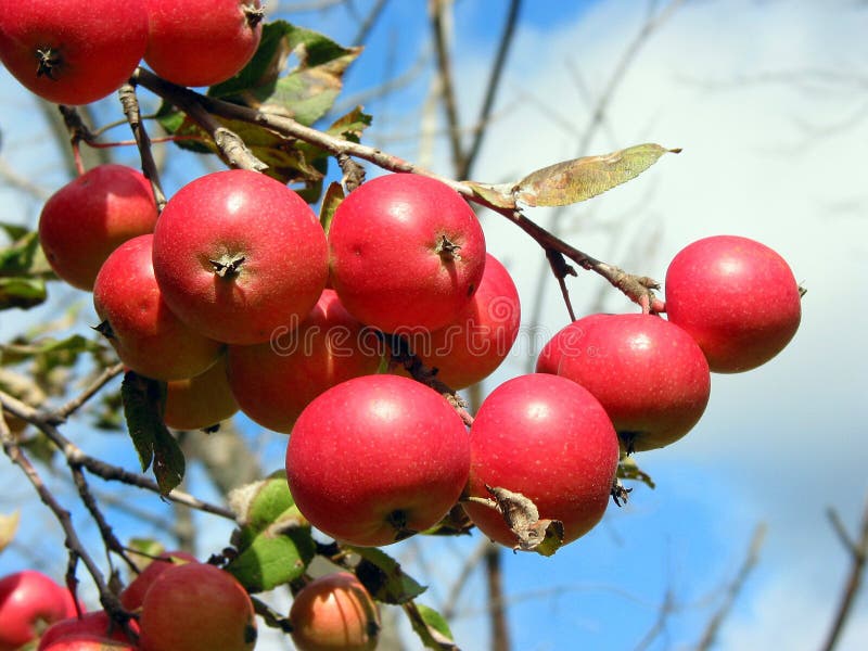 Japanese pine stock photo. Image of vegetation, japanese 33612