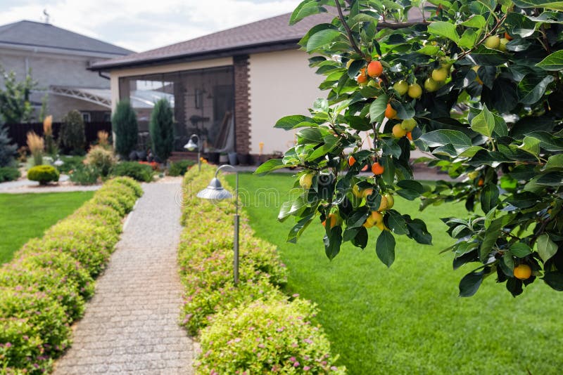 Apples on apple tree and Green area around a house. Modern Garden landscape design with path royalty free stock photo Apples on apple tree and Green area around a house. Modern Garden landscape design with path royalty free stock photo