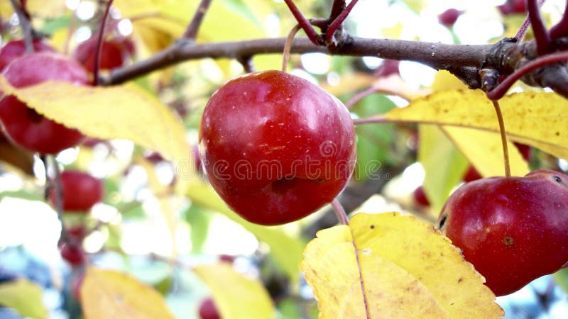 Apples in Autumm stock images