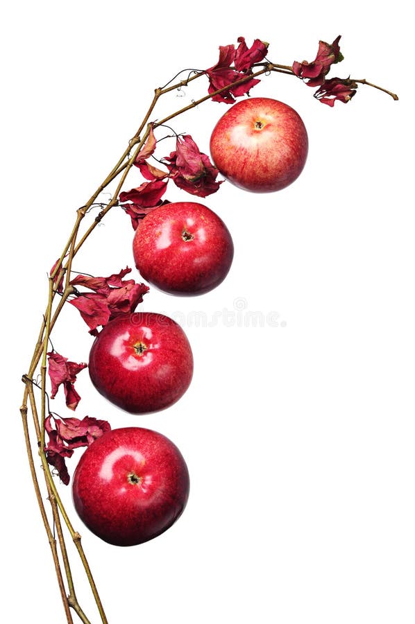 Apples and a branch with autumn leaves