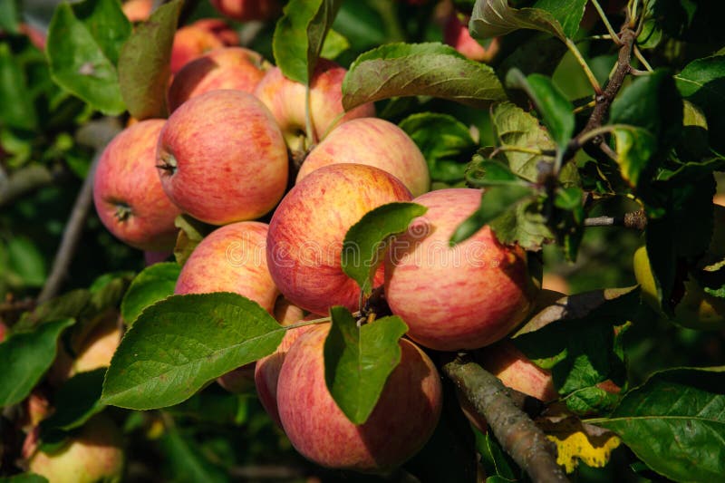 Apples on the Branch