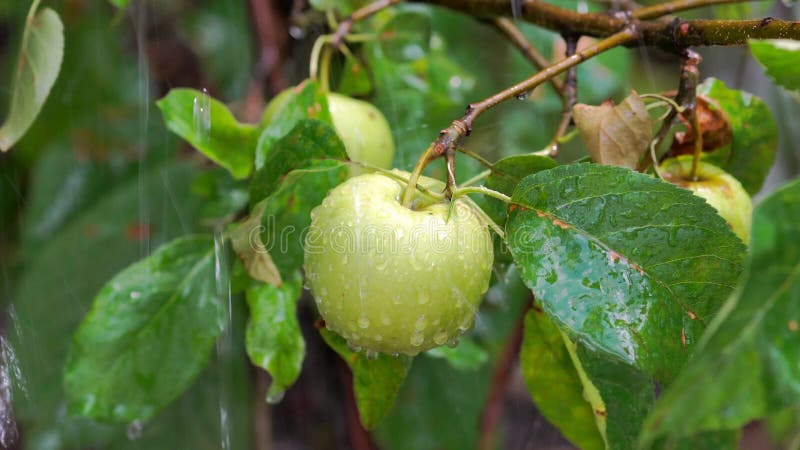 Fresh Green Apples On Branches Of An Apple Tree After ...