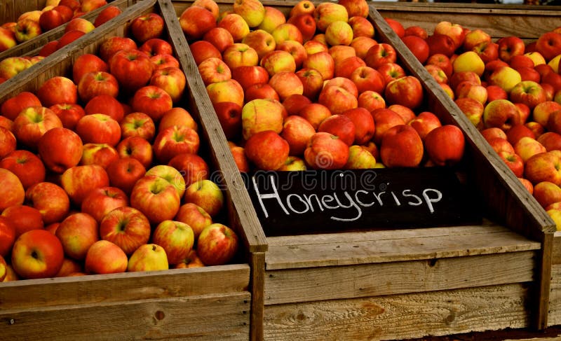 Honey crisp apples just harvested at a Snohomish farm in Washington state during the Fall season. Large crispy and delicious, not to mention healthy and organic. Honey crisp apples just harvested at a Snohomish farm in Washington state during the Fall season. Large crispy and delicious, not to mention healthy and organic.