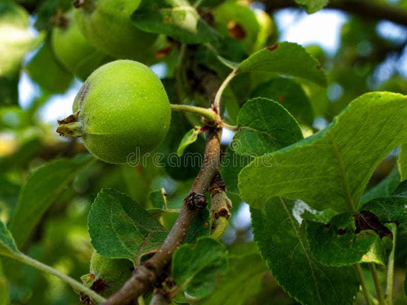 Apples developing on a tree, surrounded by leaves stock photography