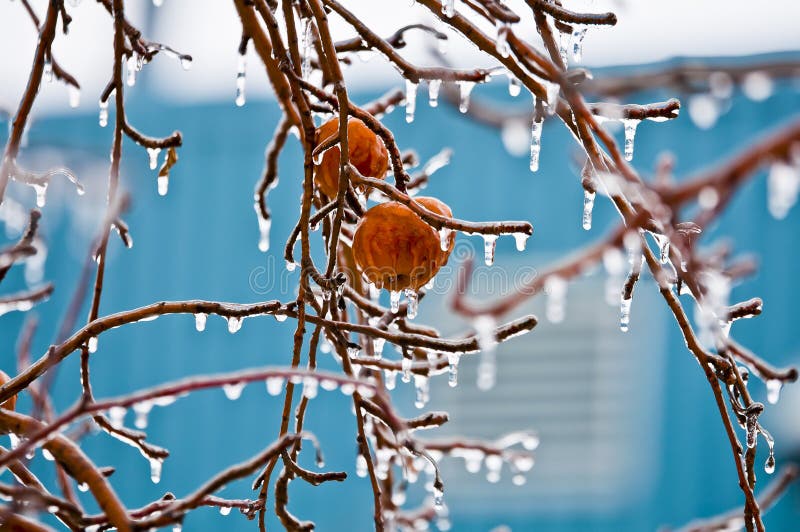 Apples in freezing rain - 02