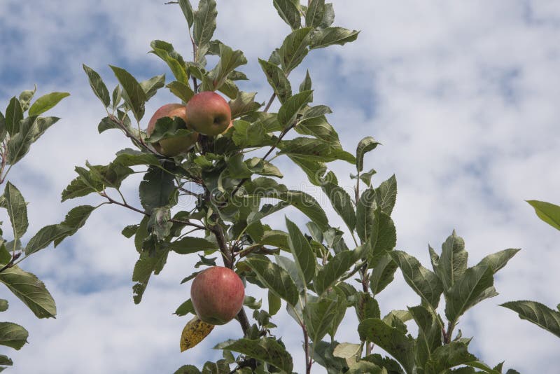 Apples in front of sky stock photo. Image of nature, fruits 46880340