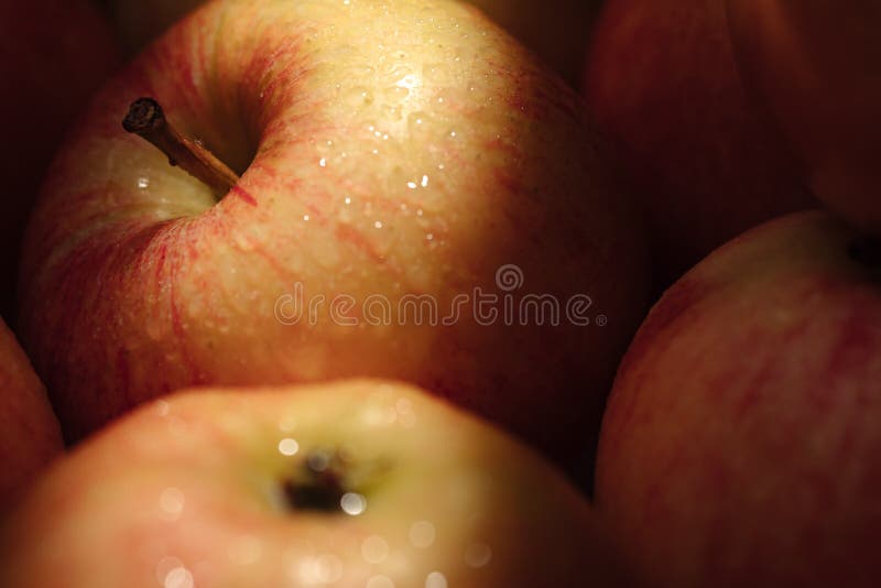 Apples Fruit. Closeup of Several Fresh Apples in Shade Under Sunbeam
