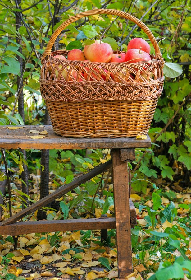 Apples in garden