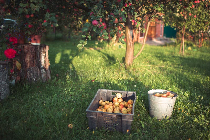 Apples in the garden in autumn