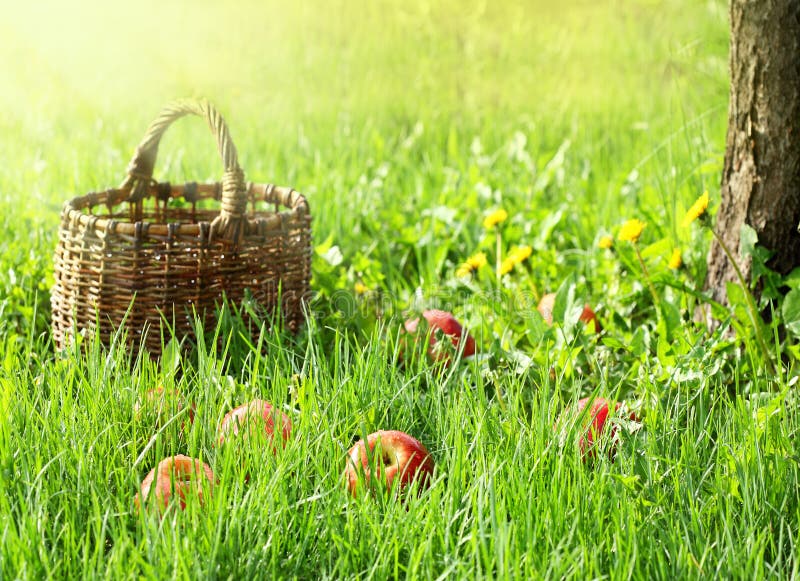 Apples and garden basket in green grass