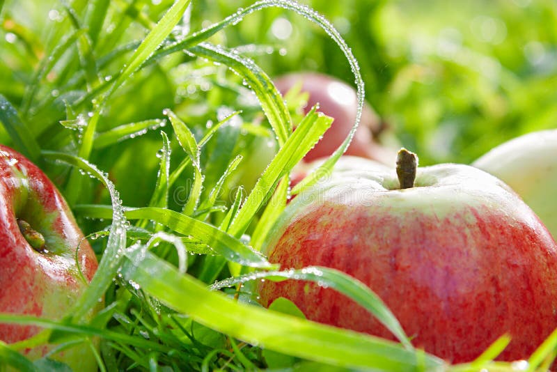 Apples in a garden on a green grass