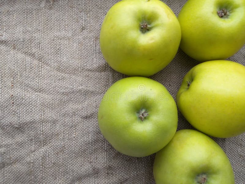 Apples green autumn design from garden royalty free stock images