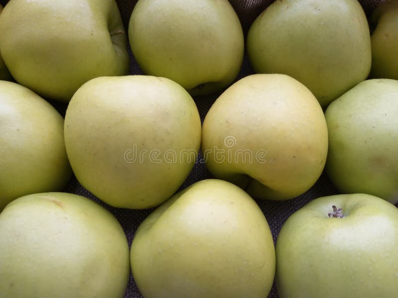 Apples green fall in the garden, background royalty free stock photography