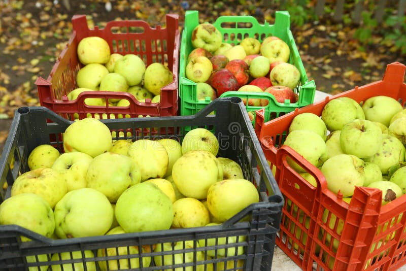 Apples green harvest close up photo royalty free stock photography