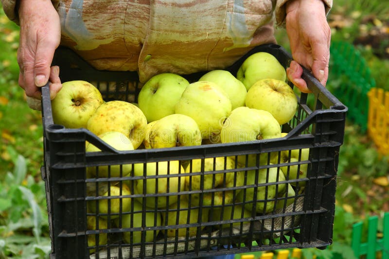 Apples green harvest with hands close up photo stock photography