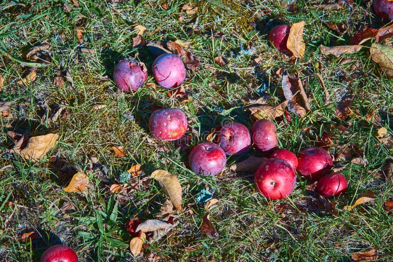 Apples on the Ground Under an Apple Tree during Autumn Stock Photo